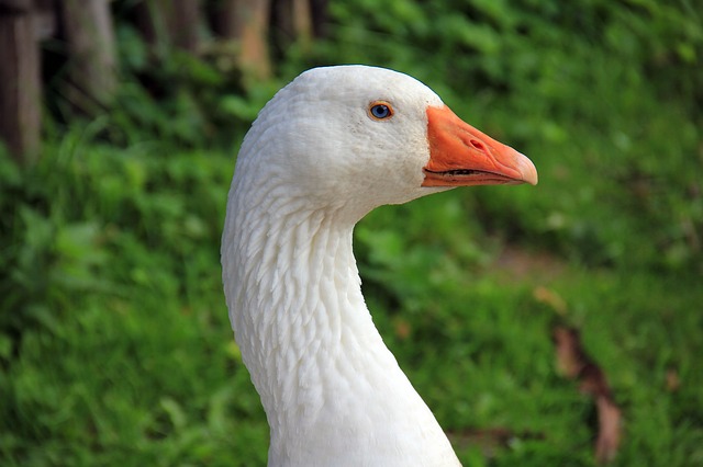 Attiveri Bird Sanctuary