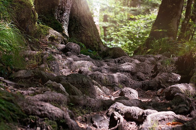 Mawphlang Sacred Forest