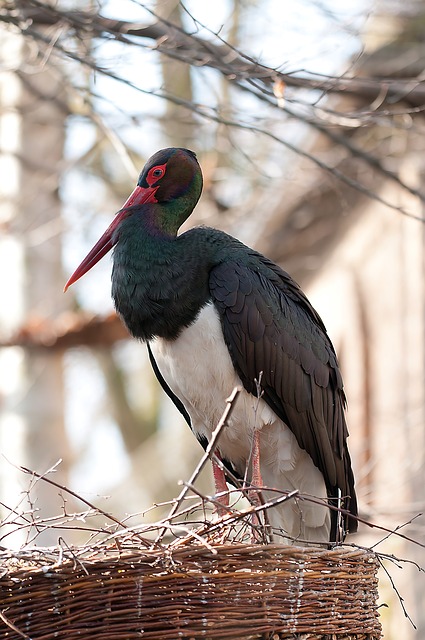 Vettangudi Bird Sanctuary