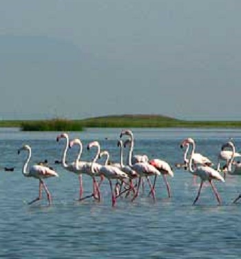 Chilika Lake