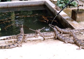 CROCODILE NURSERY