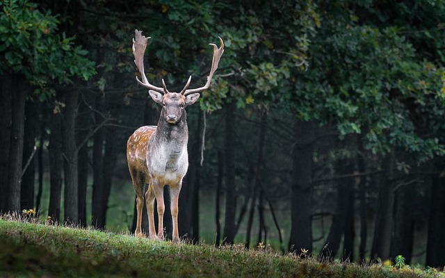 Askot Musk Deer Sanctuary