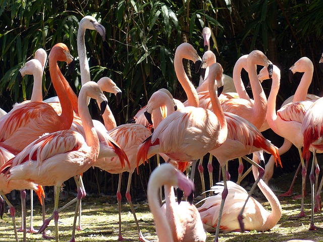 Chari Dhand Wetland Conservation Reserve