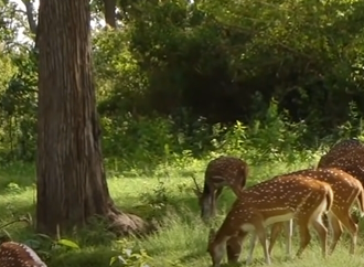 Madumalai National Park