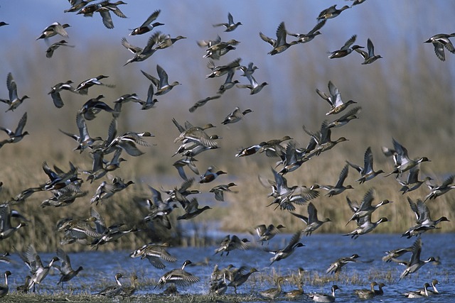 Khichan Bird Sanctuary