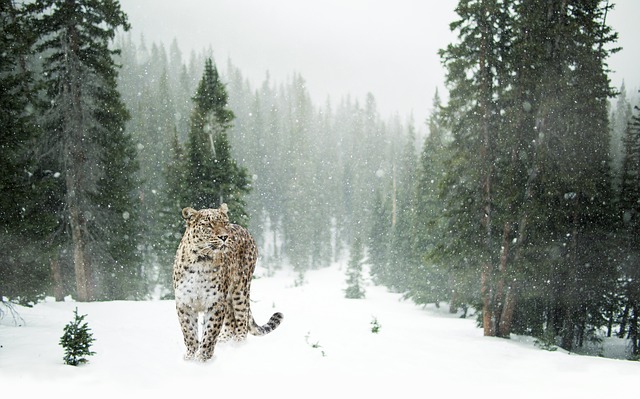 Hemis National Park