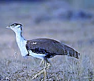 Kutch Great Indian Bustard Sanctuary