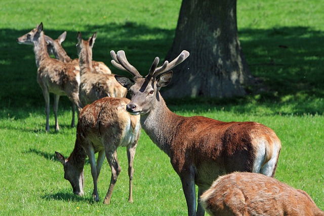 Chail Wildlife Sanctuary