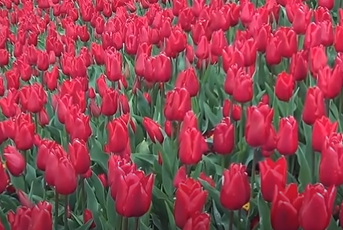 Government Rose Garden