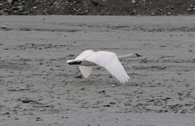 Nandur Madhmeshwar Bird Sanctuary