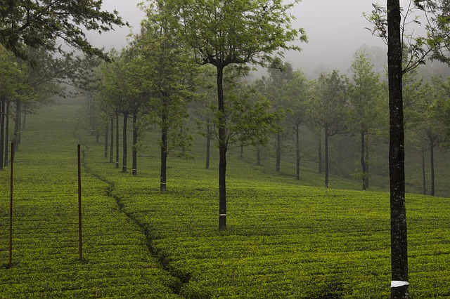 IDUKKI