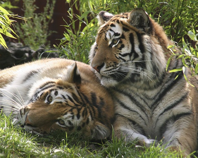 Kutch Desert Wildlife Sanctuary