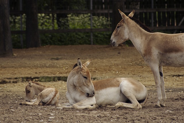 Wild Ass Sanctuary