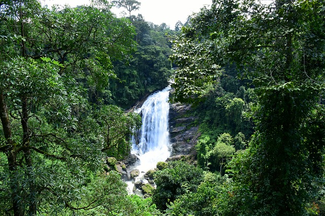 Nelliyampathy